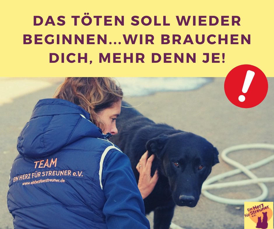 Herz_Streuner's tweet photo. ❌WIR SIND FASSUNGSLOS: DAS SHELTER WIRD ZUR TÖTUNGSSTATION❌ Die Zeichen reichen nicht aus, lest die Bilder! Mehr als 200 unserer Schützlinge sollen getötet werden. Wir brauchen Hilfe - dringend Hilfe, egal wie!❌ KONTAKT@einherzfuerstreuner.de ❌ https://t.co/JmLYNybm4D