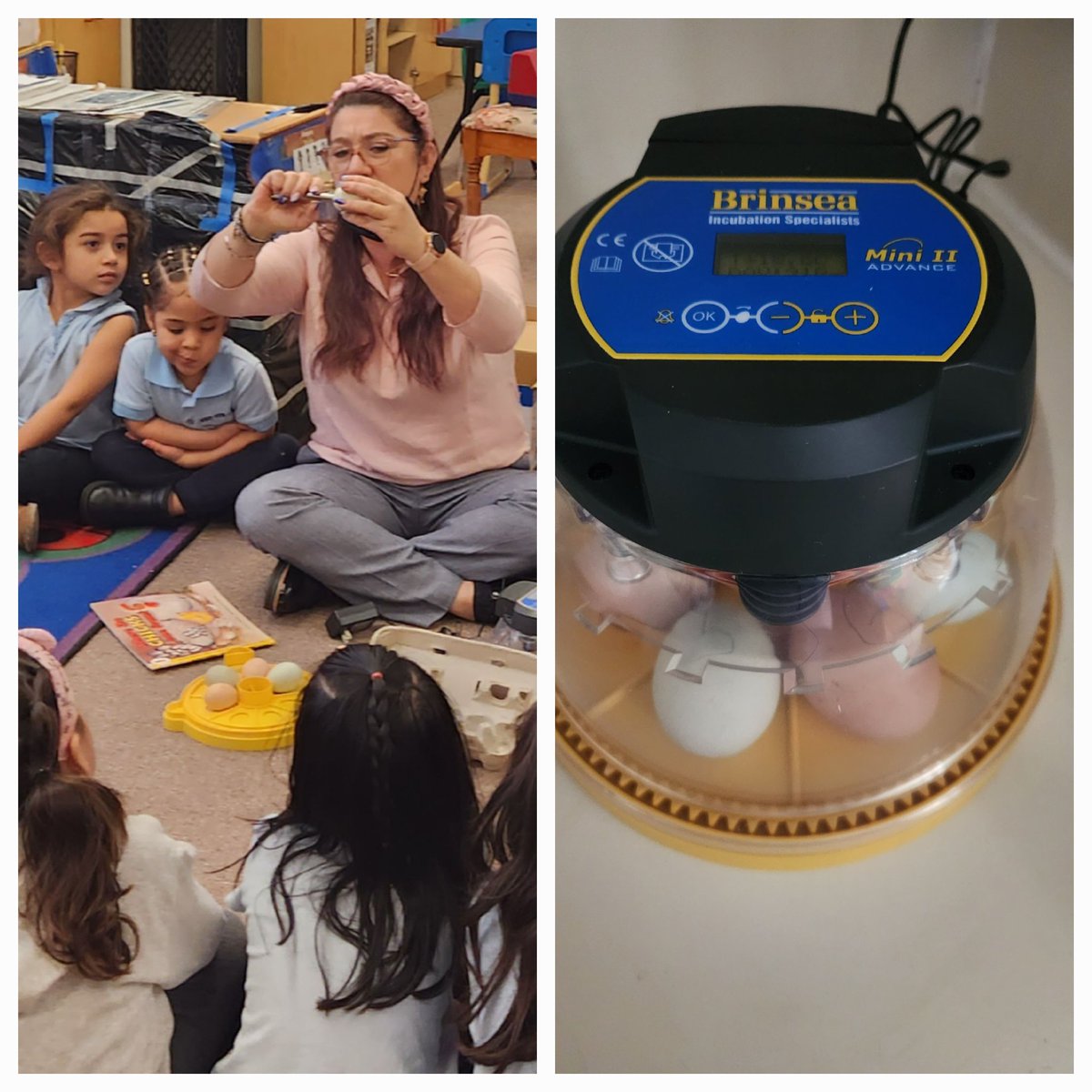 MsAlix_101's tweet photo. 20 days ago, our class received 7  chicken eggs to take care of and learn about🤩🪺 Today, 5 eggs hatched and Ss had the amazing experience to see it🐣🐣 🤩💛 soon we will present you our beautiful baby chicks 🐤🐤🐥   @wnyecc @wnyps1 #tigercubs1b9 #TheMagicOfLife @RentTheChicken https://t.co/jt5lTMEvOD