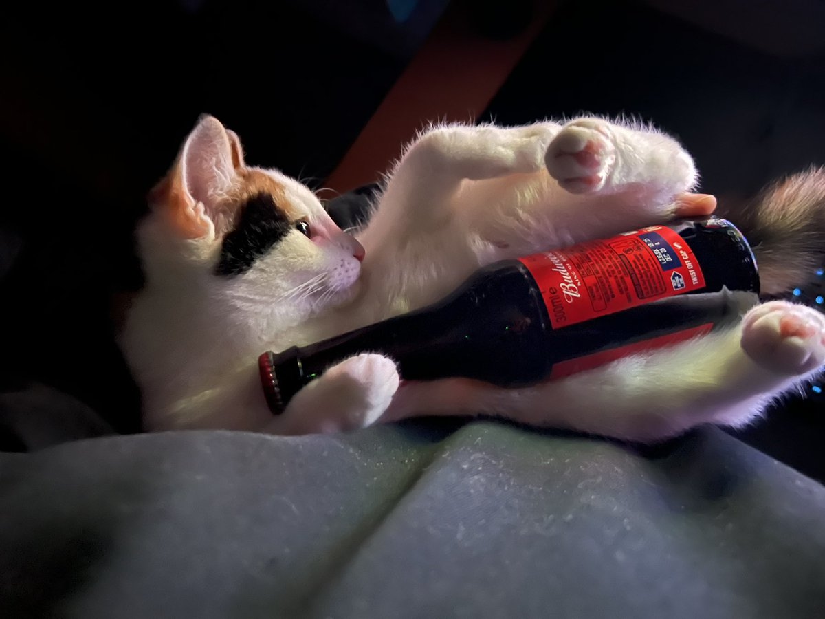 IvanPradoJ's tweet photo. Ey @BudweiserUK what do u think about my cat hugging your beer? 😻 https://t.co/9uIbiaoJfT