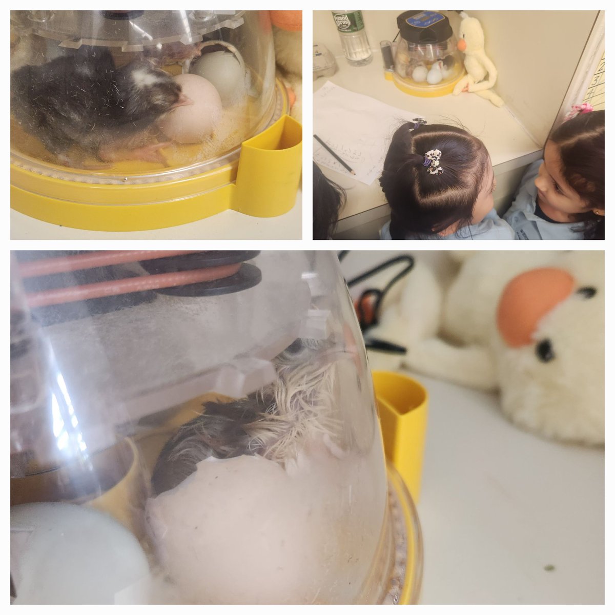 MsAlix_101's tweet photo. 20 days ago, our class received 7  chicken eggs to take care of and learn about🤩🪺 Today, 5 eggs hatched and Ss had the amazing experience to see it🐣🐣 🤩💛 soon we will present you our beautiful baby chicks 🐤🐤🐥   @wnyecc @wnyps1 #tigercubs1b9 #TheMagicOfLife @RentTheChicken https://t.co/jt5lTMEvOD