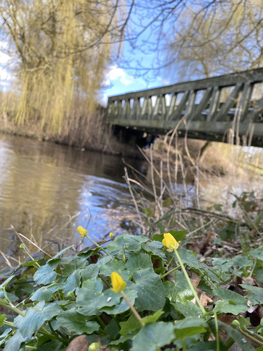 bosw8erthijmen's tweet photo. Het is lente! Dus ga naar buiten en geniet van zingende vogels en bloeiende voorjaarsflora! @ARKNatuur #NoordBrabant #hetgroenewoud https://t.co/UlKVe9cqov