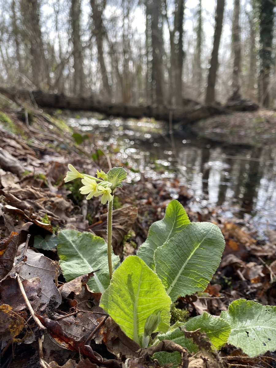 bosw8erthijmen's tweet photo. Het is lente! Dus ga naar buiten en geniet van zingende vogels en bloeiende voorjaarsflora! @ARKNatuur #NoordBrabant #hetgroenewoud https://t.co/UlKVe9cqov