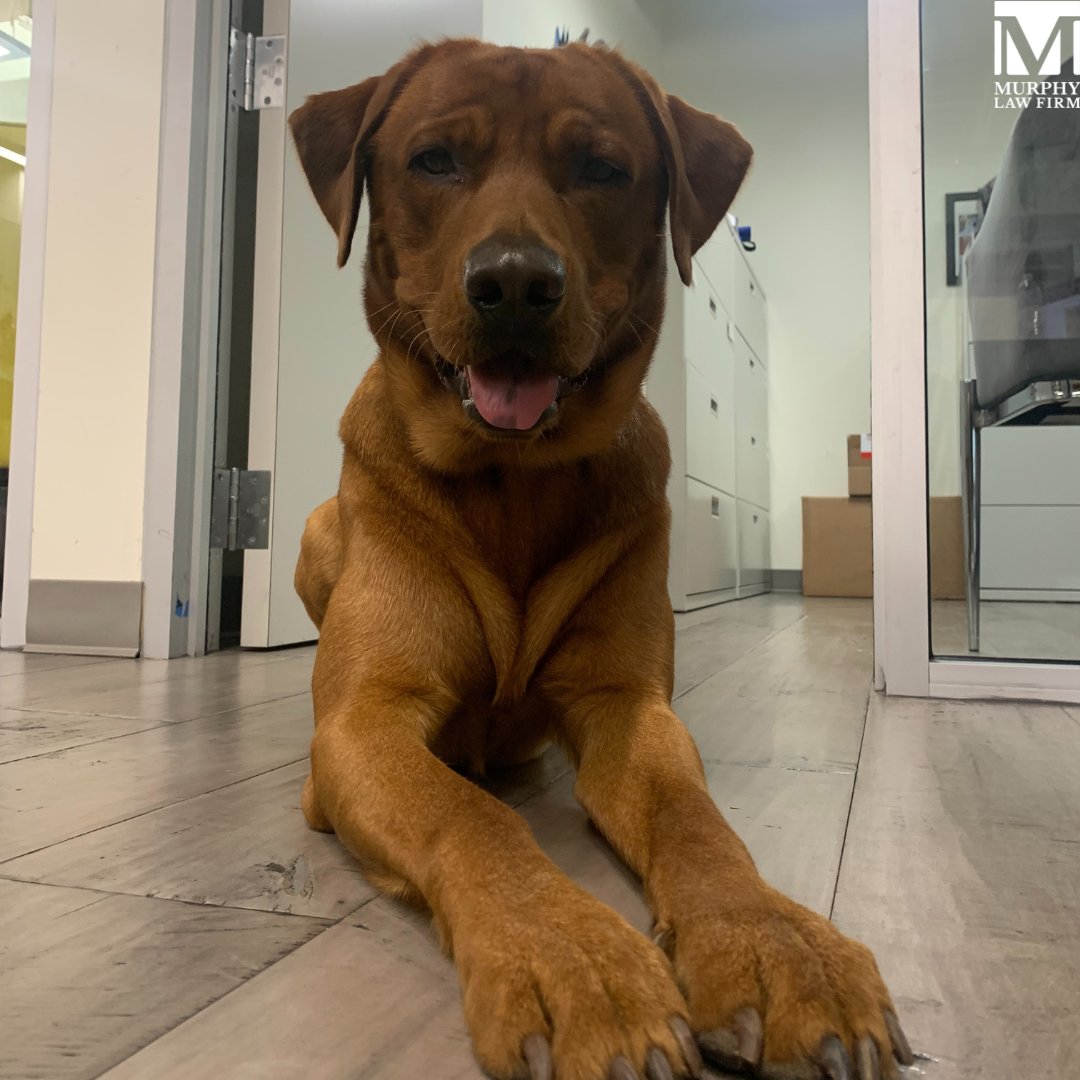 MurphyLawFirmBR's tweet photo. Waylon is checking in to say he hopes you have an amazing #WaylonWednesday!🐶🐾

#OfficeDog #LawFirm #InjuryAttorney #TrialAttorney #BatonRouge #Louisiana #FoxRedLab #FoxRedLabsofInsta #FoxRedLabrador https://t.co/x1yFrnmLKn