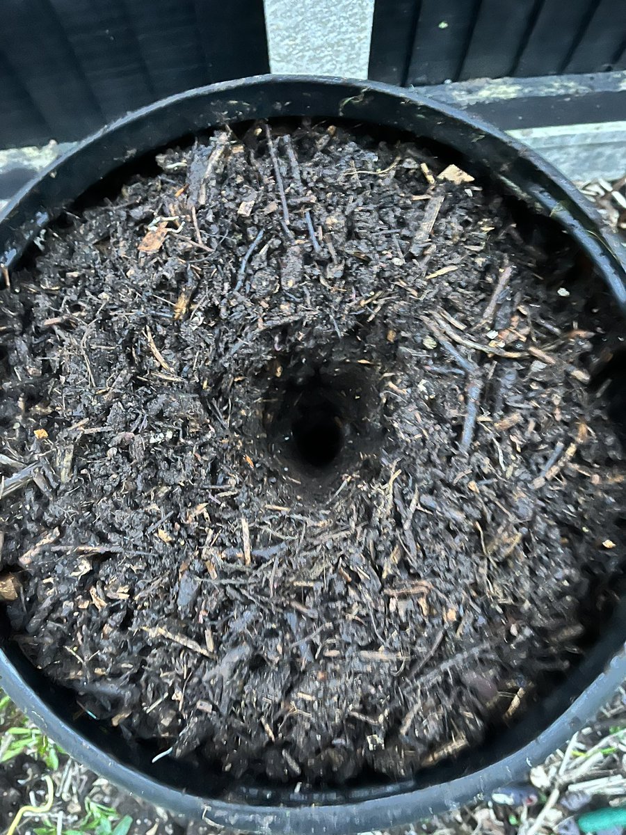 peterpeatfree's tweet photo. Pretty decent results from my Dalek bins 😉 @charlesdowding  worms and woodlouse been working hard #nationalcompostweek #GardeningTwitter https://t.co/jgzGqOUnf9