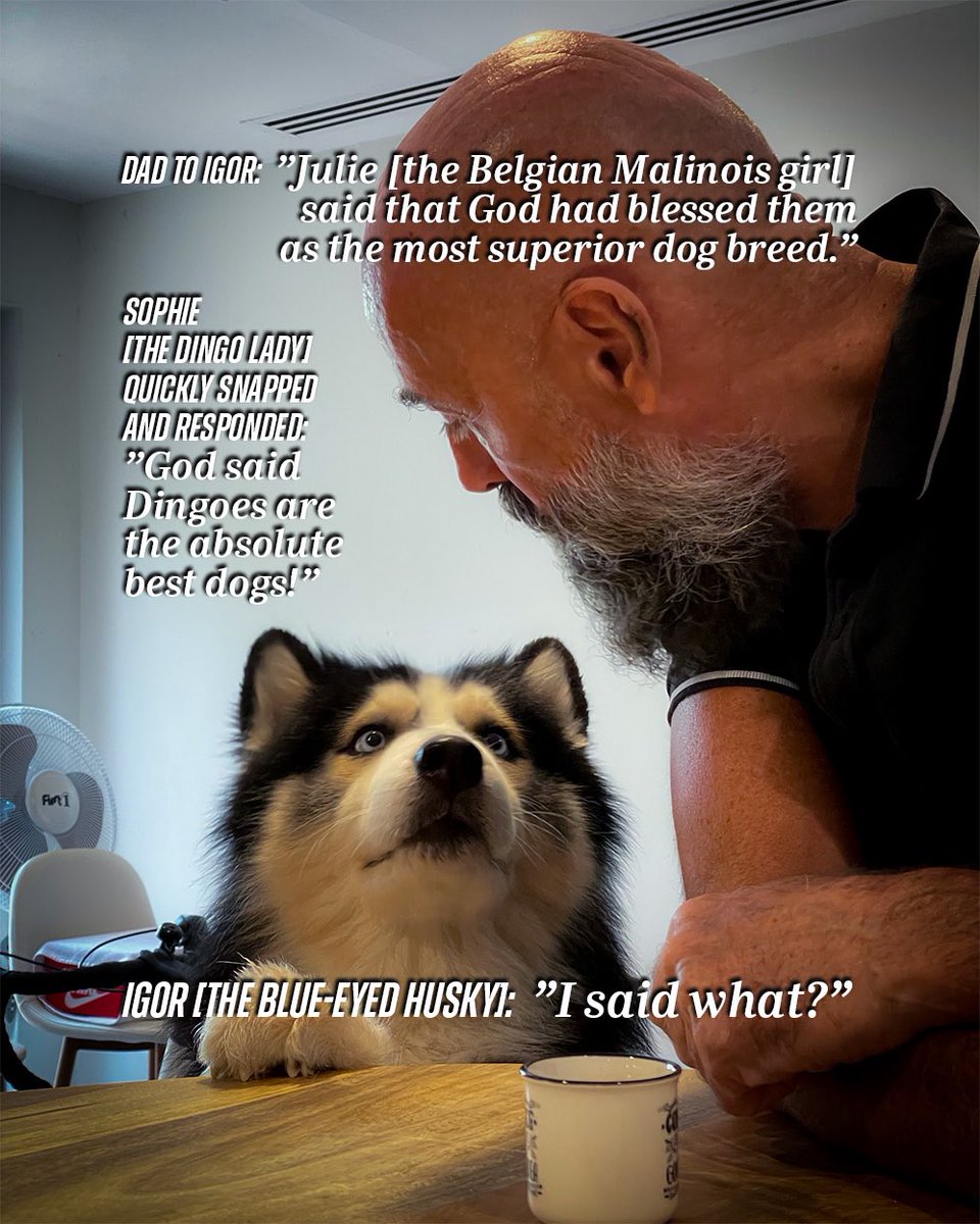 “Wisdom of the Week” Series … by Igor!

#doggo #dogsoftwitter #husky #huskiesoftwitter #wisequote #smartass #smartdog #igor #fluffydog #dogsoftheworld #dogsoftheday #funnyjokes #memes #dogjokes #funnydogs #malinois #dingo