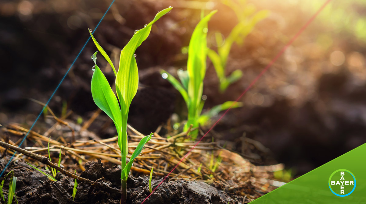 Bayer U.S. 🇺🇸 | Crop Science on Twitter: 