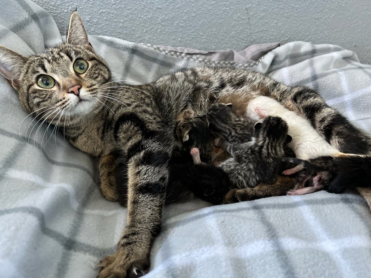 Mama Suzy is one busy lady. After giving birth to six kittens, she is working around the clock to make sure they get the care they need. To find out how you can help Mama Suzy feed her hungry kittens, click the link in our bio. 😻💜

#towncatsmh #donate #kitten #kittenseason