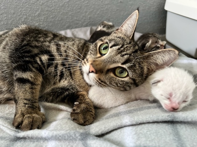 TownCats's tweet photo. Mama Suzy is one busy lady. After giving birth to six kittens, she is working around the clock to make sure they get the care they need. To find out how you can help Mama Suzy feed her hungry kittens, click the link in our bio. 😻💜

#towncatsmh #donate #kitten #kittenseason https://t.co/ZQpdoHv82t