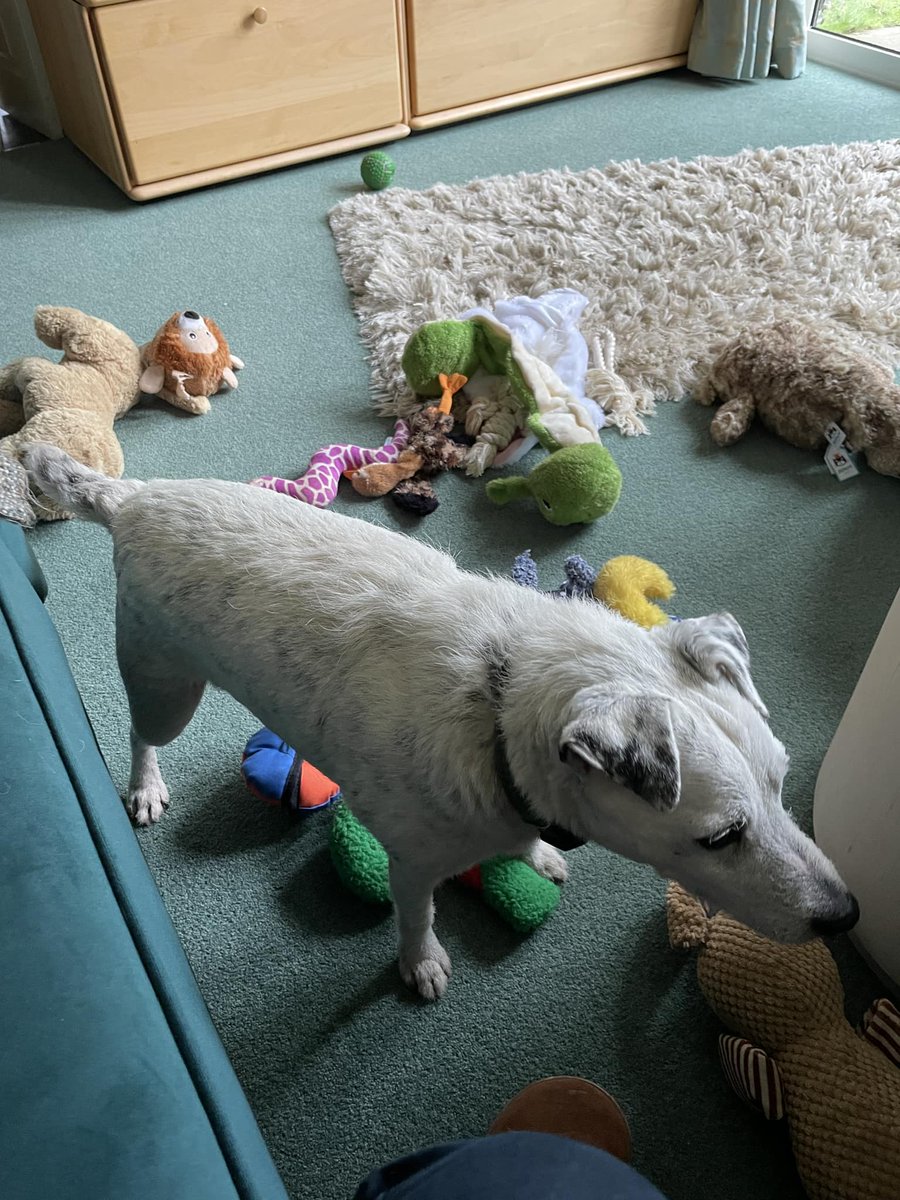 Buster's been told he’s got to put them all back when he’s finished 😂.
phg-horsham.co.uk