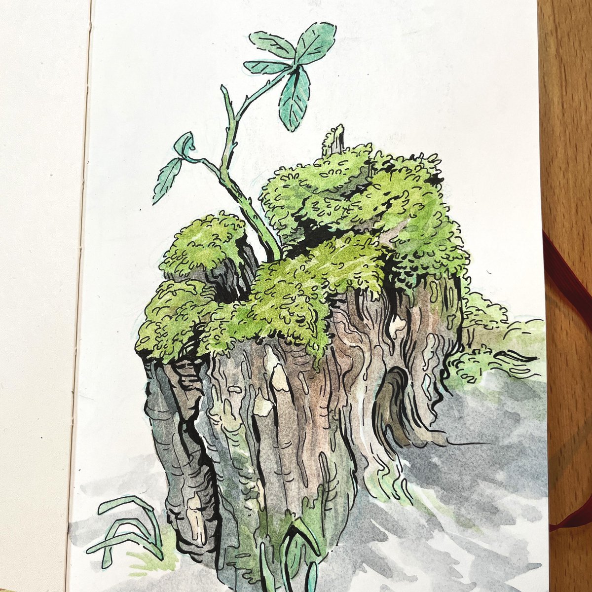 Tree stumps: the colored one is a study from a photo I took, the other ones are from imagination 🌱

Do you enjoy drawing from reference or imagination more?

#sketch #sketchbook #inkdrawing #natureart #illustration #draw #natureillustration #tree #art #sketchdaily #overgrown