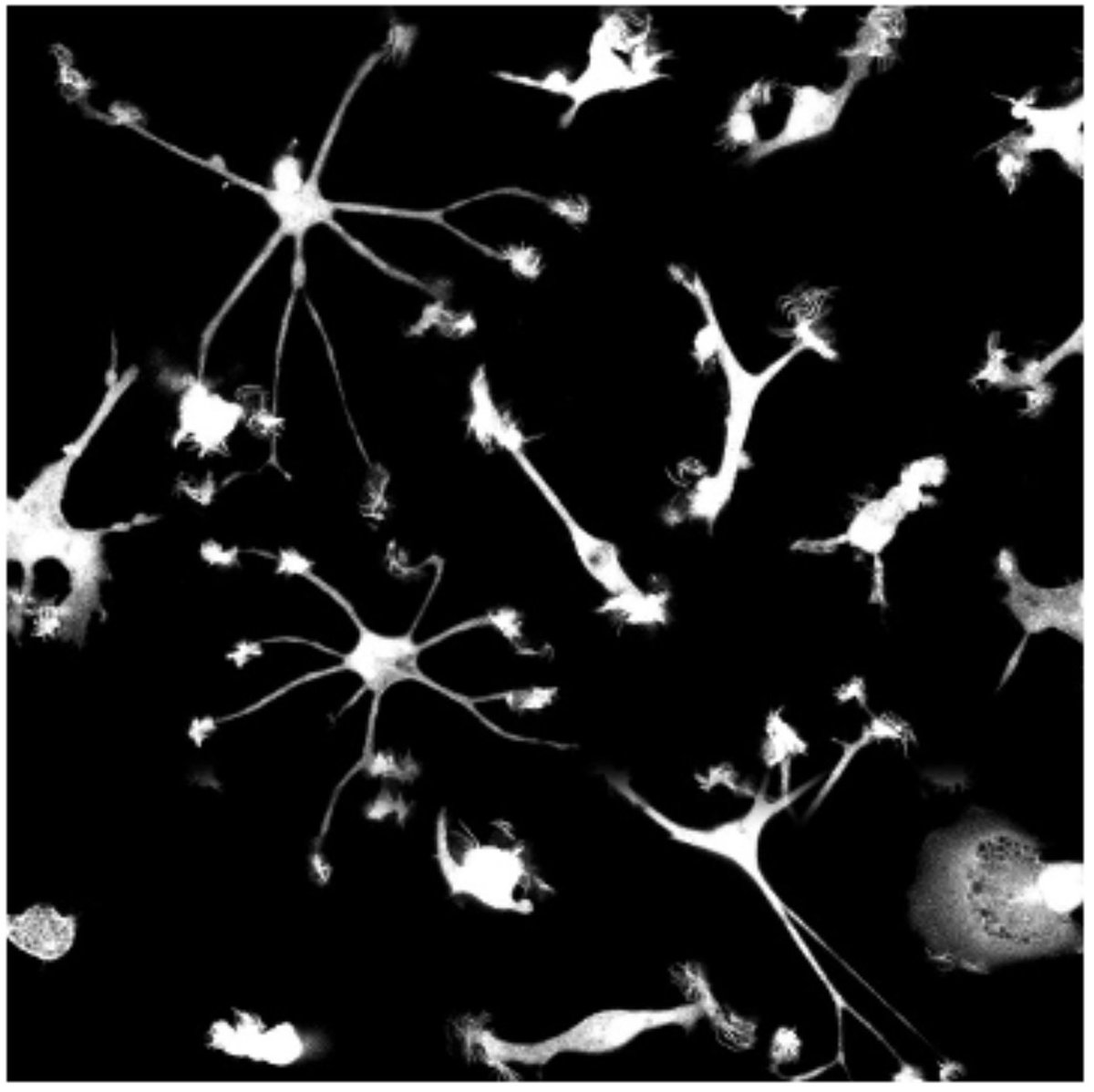 Amanda McQuade (@amandakmcquade) on Twitter photo I'm looking for an SRAI/II (tech) to work with me on CRISPR screening in microglia! Particularly interested in candidates with experience working with mice as we move towards in vivo screens! <a href="/KampmannLab/">Kampmann Lab</a> <a href="/UCSF/">UC San Francisco</a>
sjobs.brassring.com/TGnewUI/Search⦠I'm looking for an SRAI/II (tech) to work with me on CRISPR screening in microglia! Particularly interested in candidates with experience working with mice as we move towards in vivo screens! <a href="/KampmannLab/">Kampmann Lab</a> <a href="/UCSF/">UC San Francisco</a>
sjobs.brassring.com/TGnewUI/Searchā¦