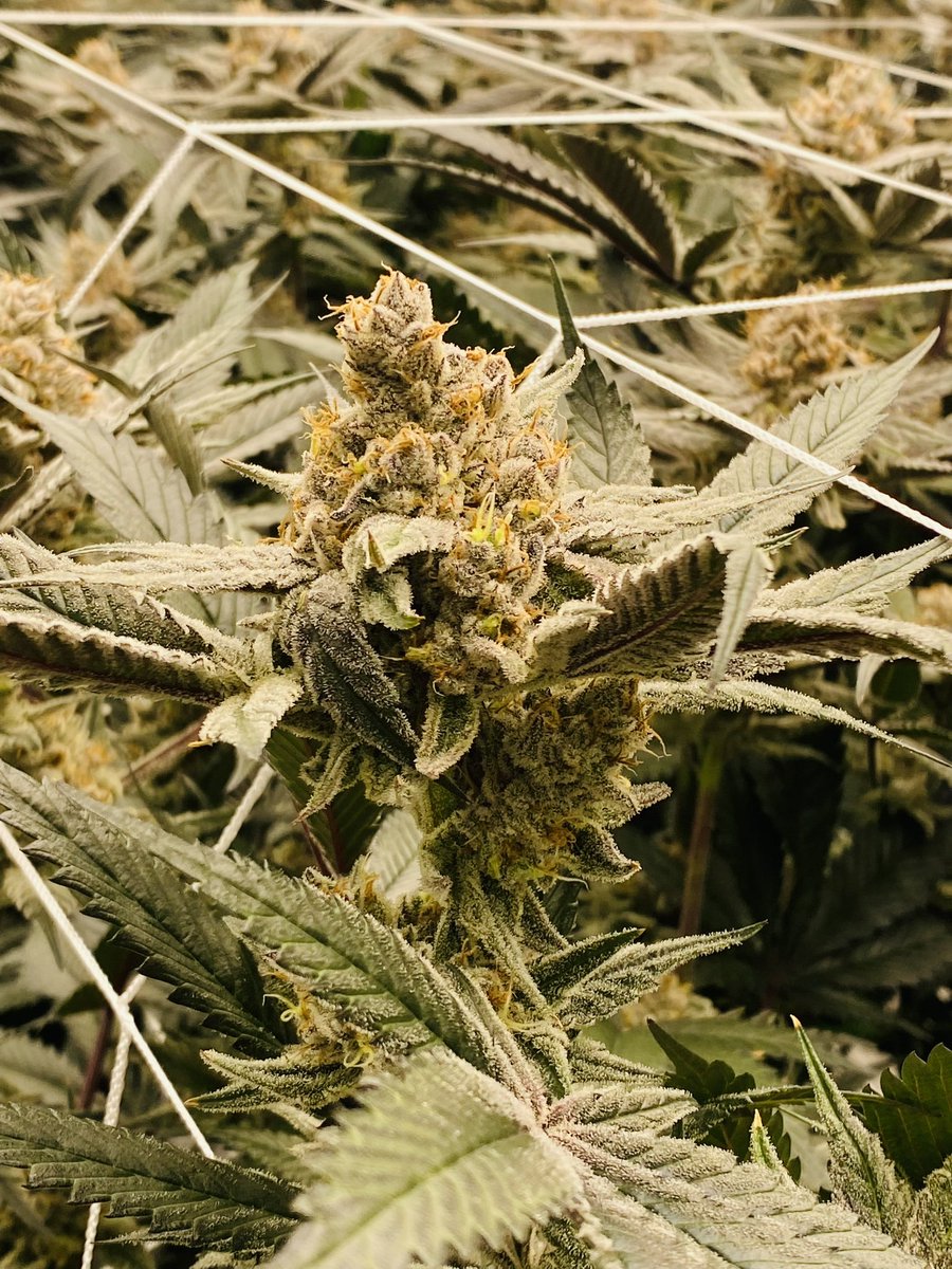 itslamilam's tweet photo. My Lifestyle ✔️
My Medicine ✔️
My Career ✔️
#WomaninCannabis #cannabisculture
#KushQueen✨🍃💨 #ReeferKeeper https://t.co/GUrqIEu5y7