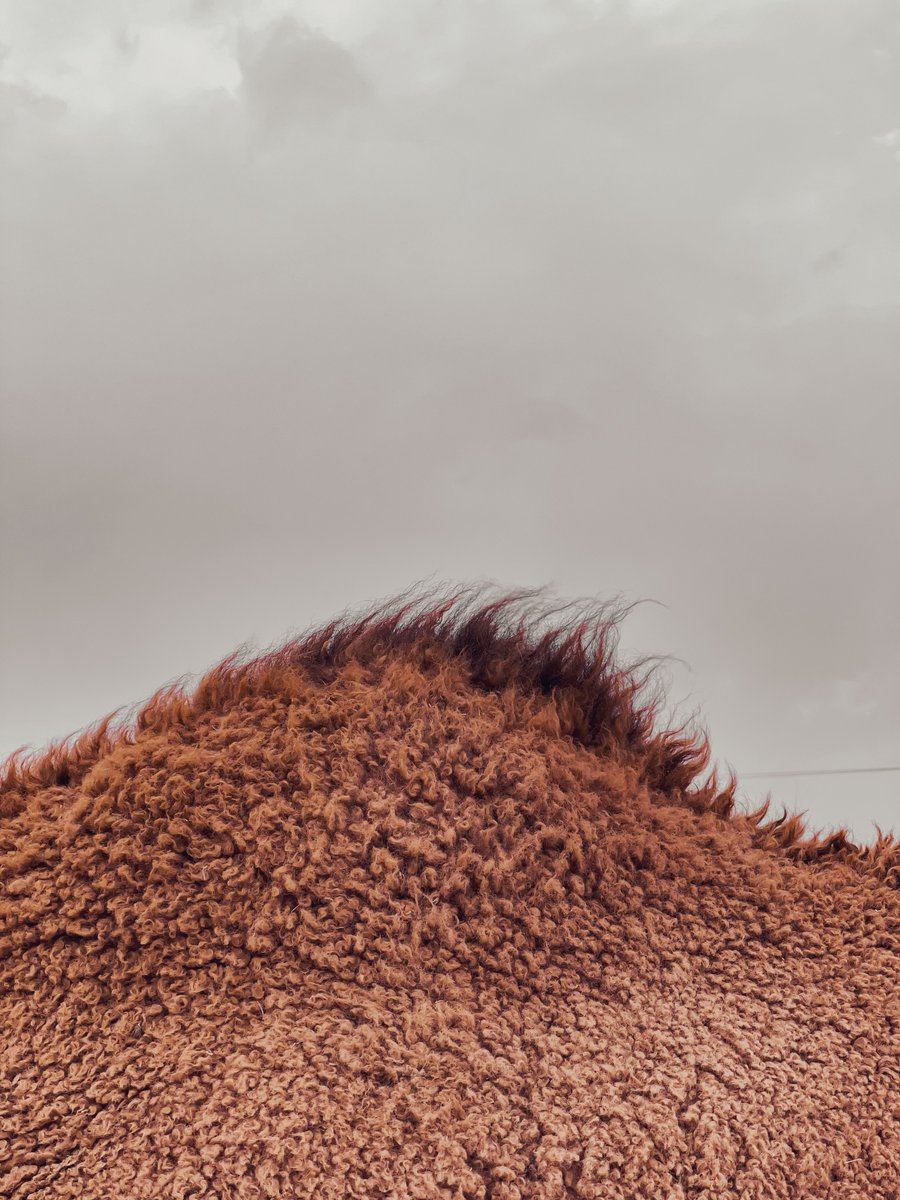 صور في بر الكويت 🇰🇼