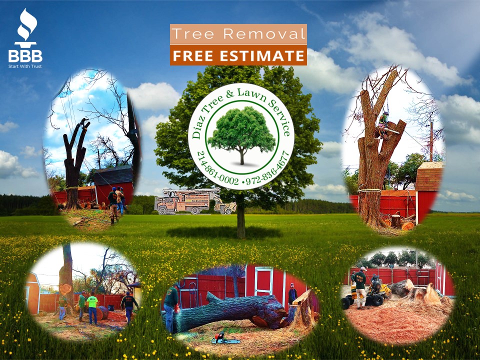 ⏰Emergency tree services available.
+Over 15 years of experience  
☎️ Call us or Text us 📲
 214-861-0002 or 972-836-4677
BBB ACCREDITED. INSURED. COMMERCIAL. RESIDENTIAL. PROFESSIONAL. AFFORDABLE.
#diaztreeandlawnservice #Lawncare #yardservice #sod #greenergrass #Stumpgrinding