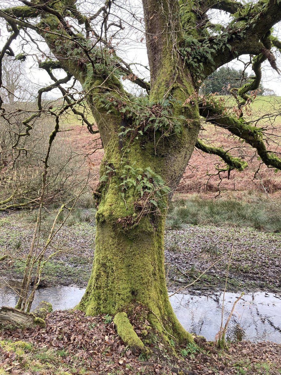 DeborahMeaden's tweet photo. This magnificent beast is home to a whole little world of creatures and plants… so precious. #fairtonature https://t.co/RIRFFtVhb2