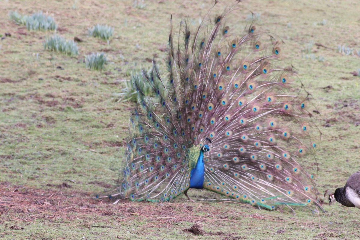 Hare and male peacock fryup dale.