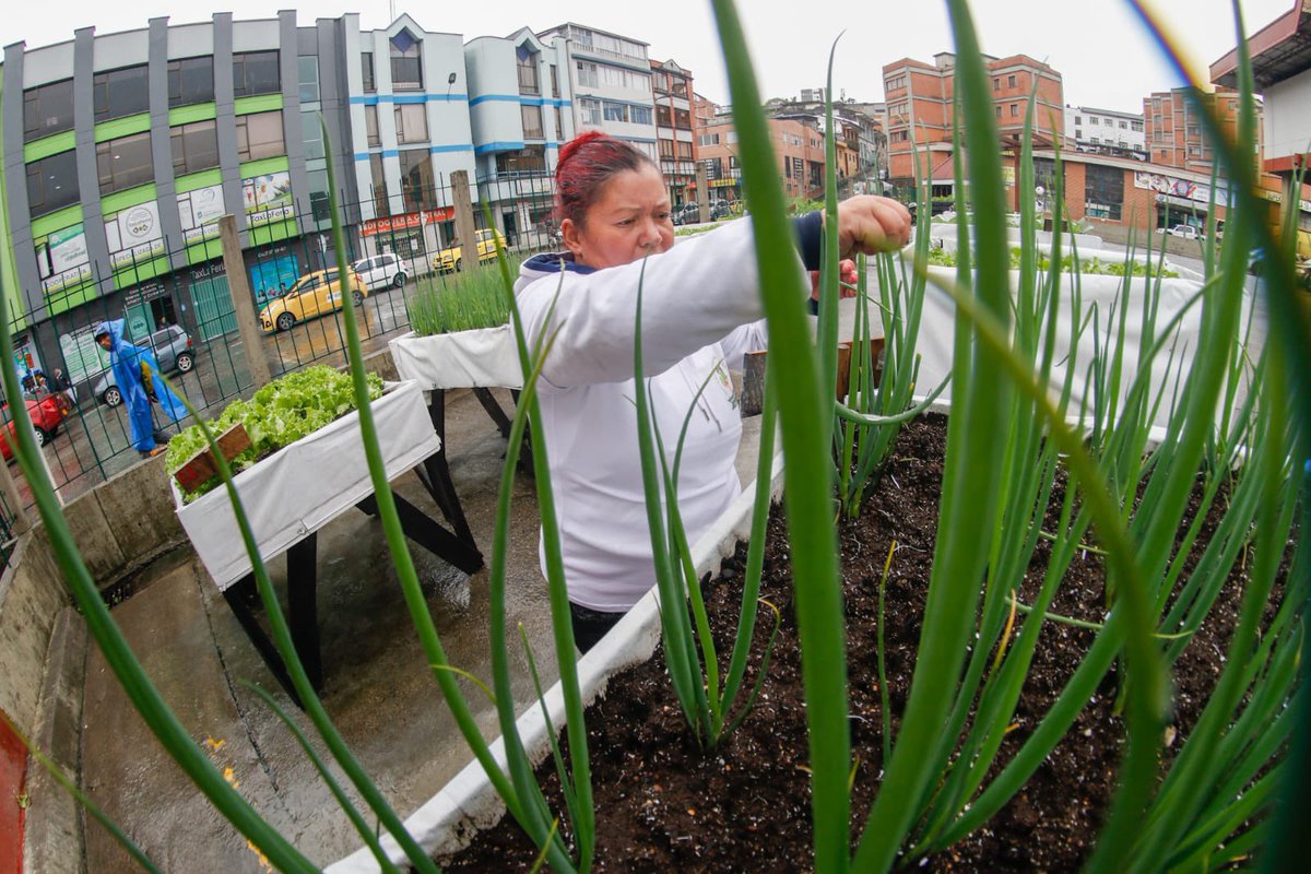 #AgriculturaUrbana 🥳
¡Estamos de celebración! 💚 Nuestra huerta urbana Cosecha Vida, instalada en People Contact, hoy cumple un año de brindarnos alimentos saludables, visitas guiadas y actividades comunitarias. 🥬

¡Manizales AVANZA, no te quedes atrás!