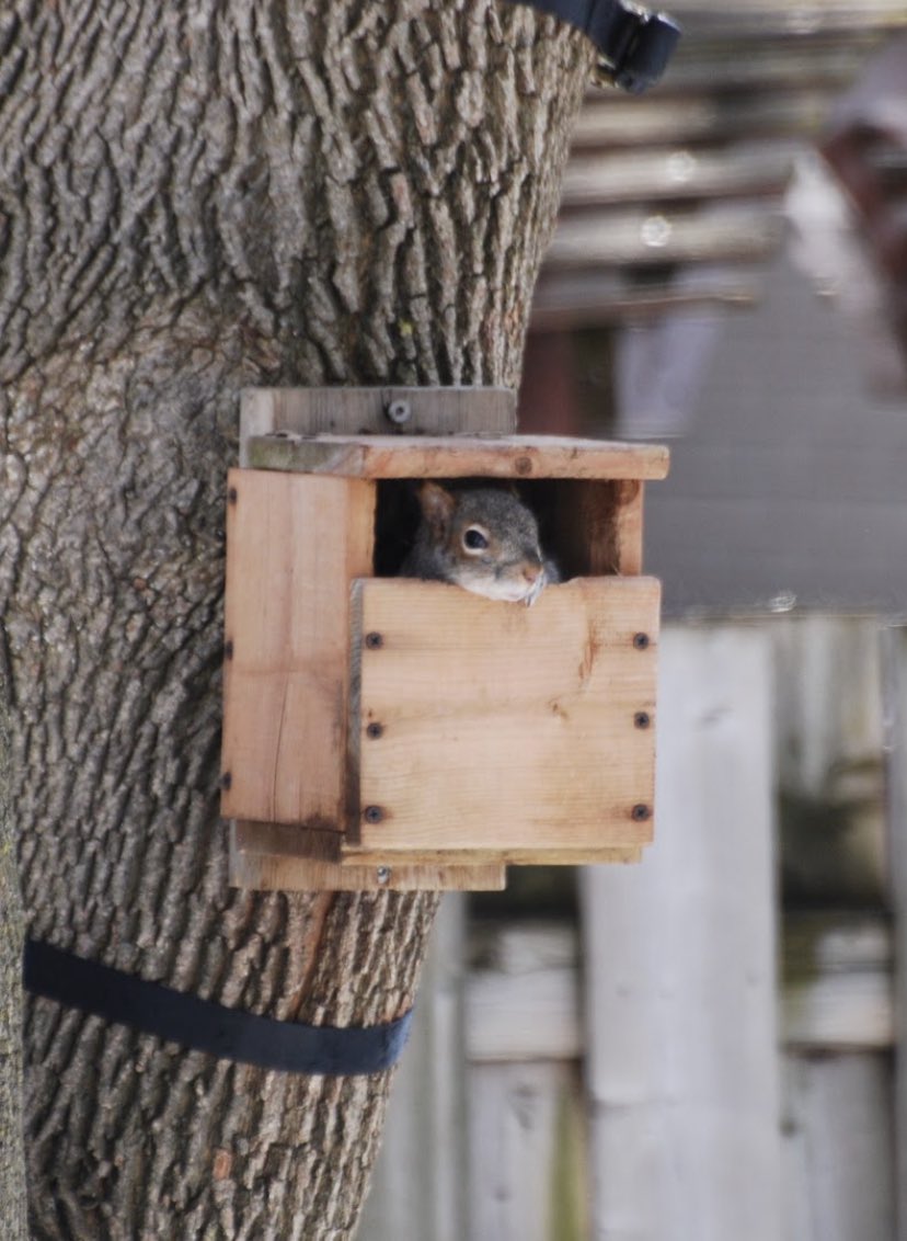 Carolina Wren………nest box.