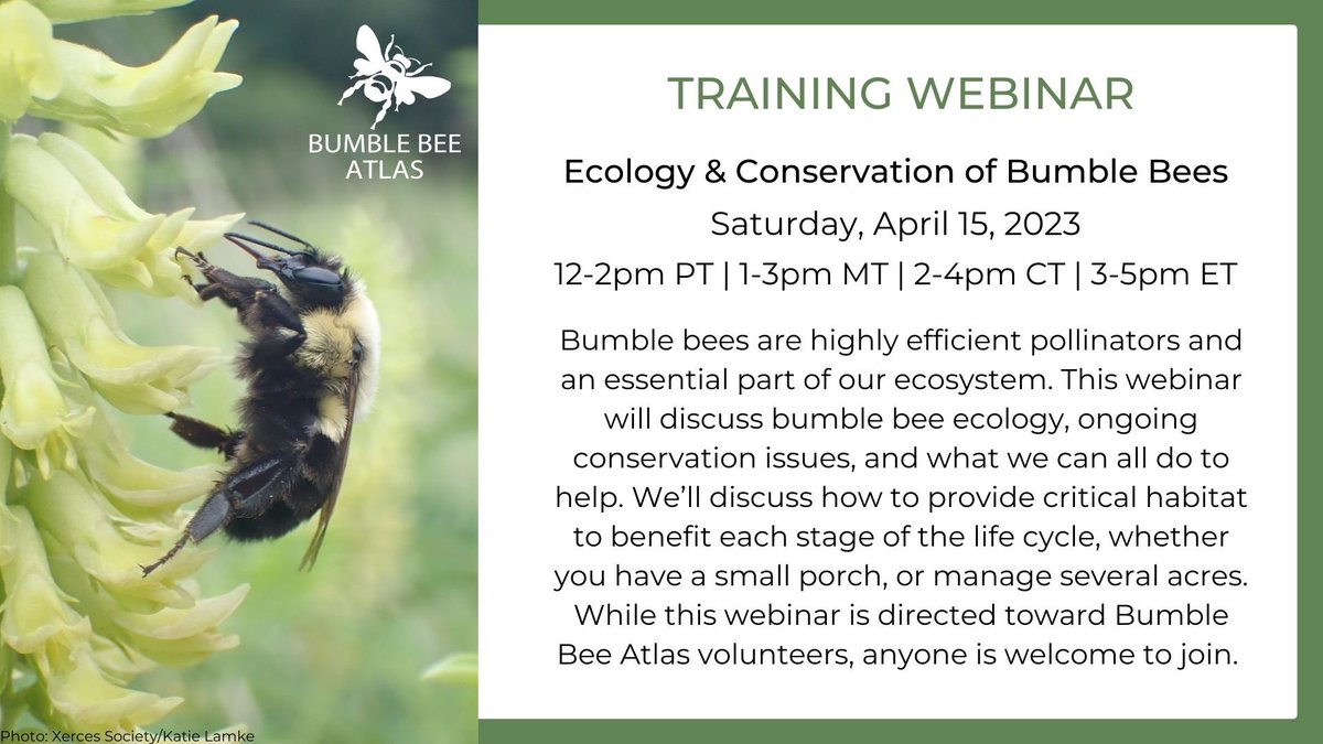 The Bumble Bee Atlas program is now active in 15 states! To gear up for the field season we’re hosting a nationwide webinar on the ecology and conservation of bumble bees for new and returning Atlas volunteers. Hope you can make it! Register: us06web.zoom.us/webinar/regist…