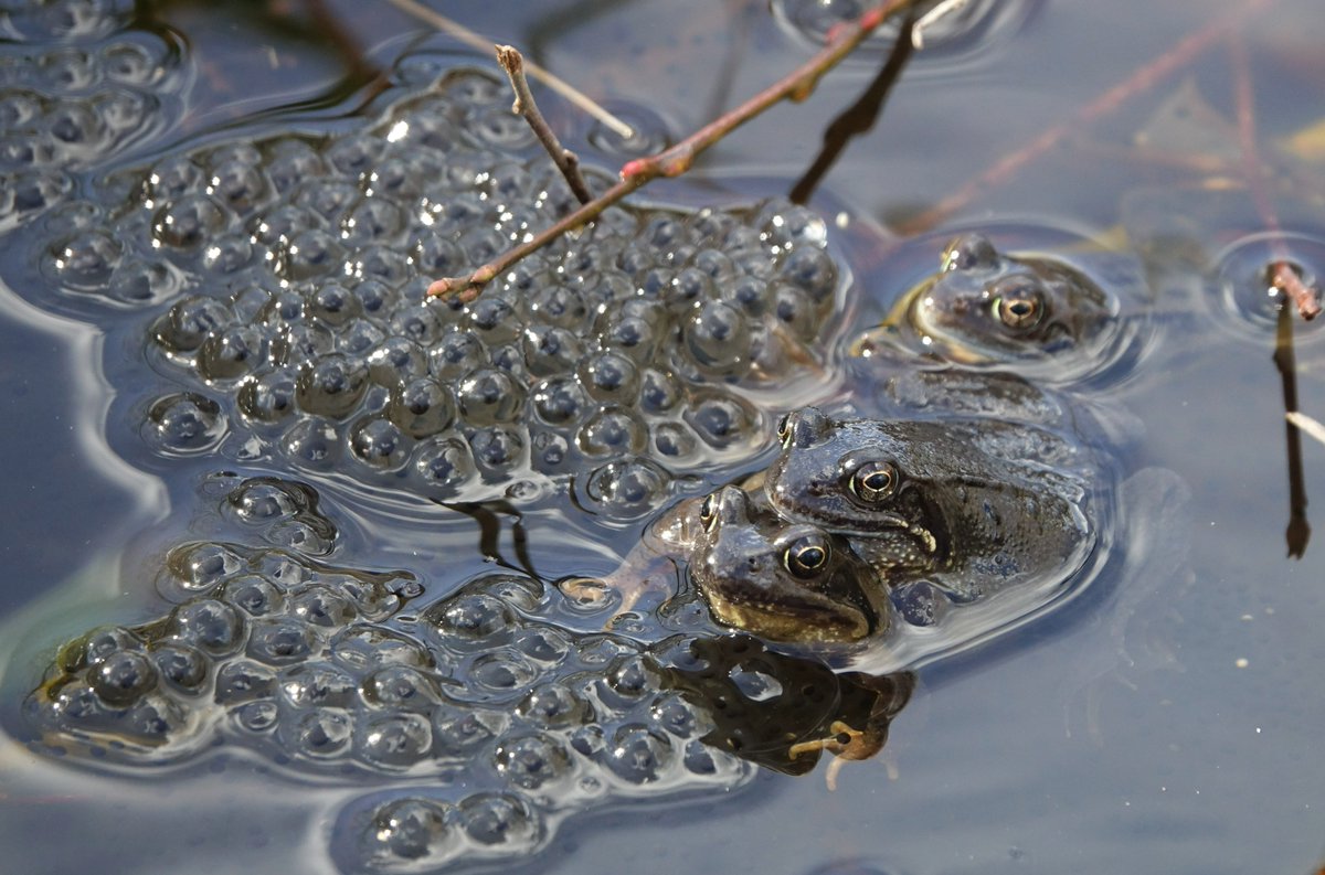 Dagen naar uitgekeken, maar geen gekwak en gekwaak tot vandaag; kikkers! En meteen een setje. Hopelijk droogt het plasje niet op en spartelen er straks heel veel kikkerkindjes.
