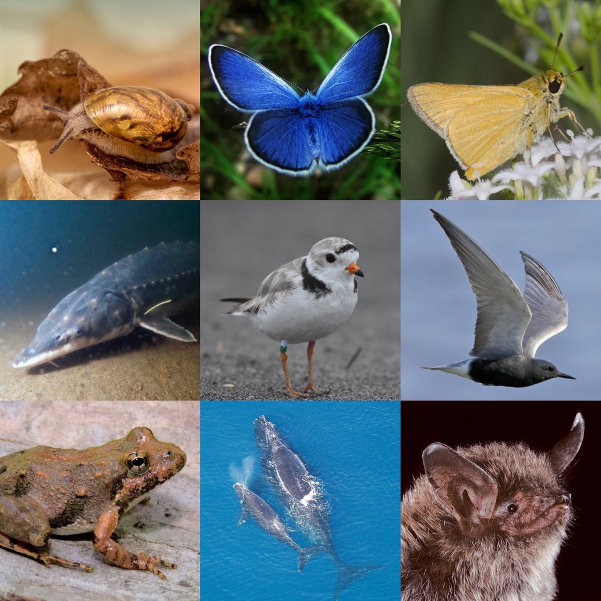 NYC Plover Project tweet media