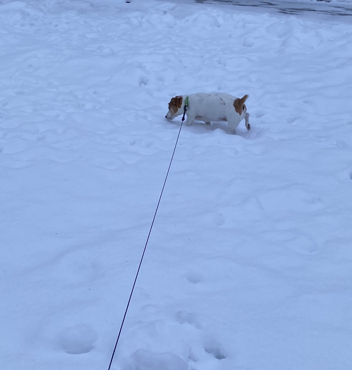 DaisyMaeJack's tweet photo. Morning frens. We fared pretty well and didn’t get too much snow. We lucky compared to da rest of state. Glad it’s over. Supposed to be near 50f this weekend! 🤷🏻♀️🤦♀️. Think spring! 🌷😊🐾☘️ #springthoughts #dogs #dogsoftwitter #JackRussell #CatsofTwittter https://t.co/LF2wAIBKYD
