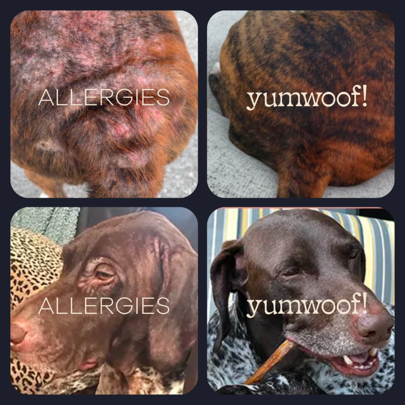 yumwoof's tweet photo. Perfect Kibble is the only dog food with Cocomega™ superfats to cultivate better microbiome health—which can stop the root cause of their allergies with fewer medications. 

Claim 50% off your trial now.