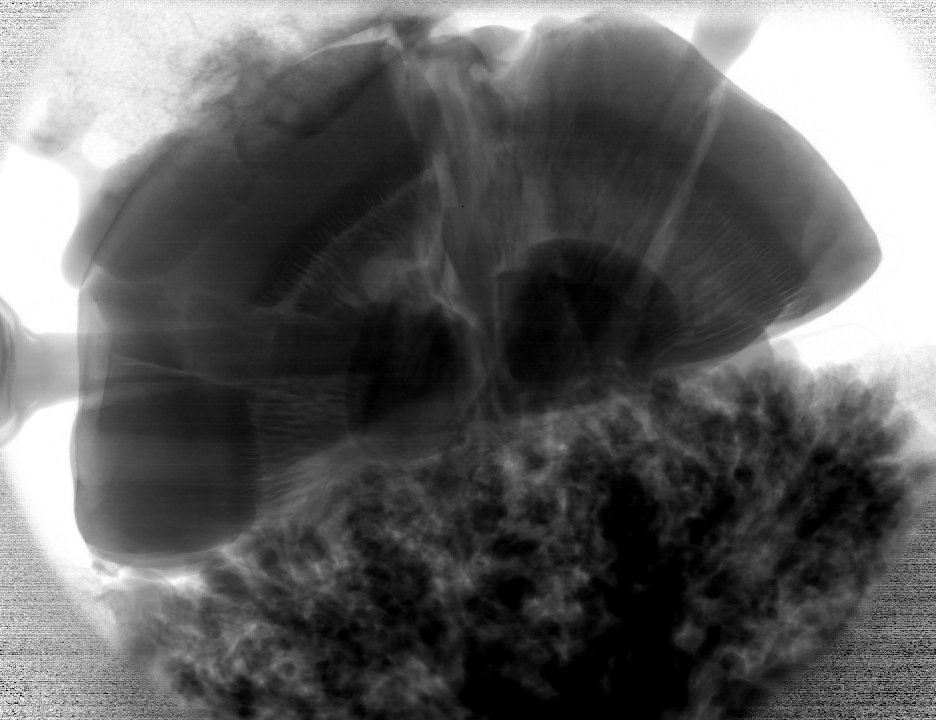 Dr Charlotte Maughan Jones (@charlotte__mj) on Twitter photo Ever wondered what a mushroom and a piece of broccoli look like when x-rayed....
Well now you know. You're welcome.
<a href="/UCLmedphys/">UCL Medical Physics & Biomedical Engineering</a> Ever wondered what a mushroom and a piece of broccoli look like when x-rayed....
Well now you know. You're welcome.
<a href="/UCLmedphys/">UCL Medical Physics & Biomedical Engineering</a>