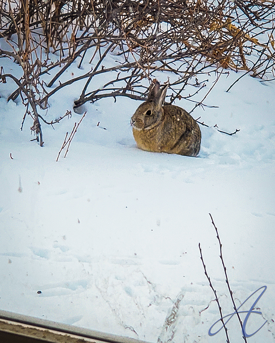 ArtizenP's tweet photo. Why WYO: Did you know that in 1921, the state created a law prohibiting photography of bunnies from January to April without an official permit? This law was eventually thrown out. Regardless, the creator of this photo will remain unnamed. 
#WhyWyo #WyoHistory #IllegalBunny https://t.co/FwKvhynlWi