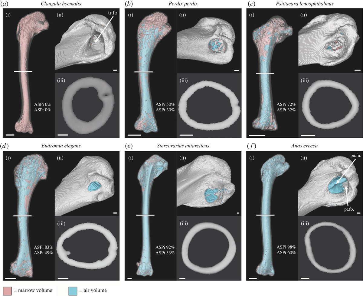 Alberta Claw (@albertonykus) on Twitter photo Quantification of avian humeral pneumaticity: royalsocietypublishing.org/doi/10.1098/rs⦠Congrats to <a href="/mgraceburton/">Grace Burton</a> for getting her Master's project published! #birds #dinosaurs Quantification of avian humeral pneumaticity: royalsocietypublishing.org/doi/10.1098/rs⦠Congrats to <a href="/mgraceburton/">Grace Burton</a> for getting her Master's project published! #birds #dinosaurs