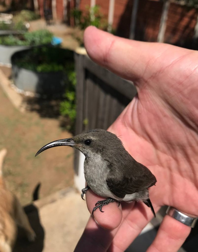 RishFerrari's tweet photo. New pet #hummingbird https://t.co/JhxlznL7kp