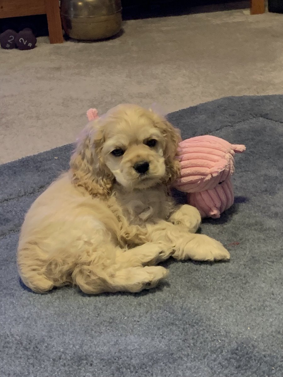 Meet Aspen Elizabeth. 8 weeks old and just starting her adventures. #DogsofTwitter