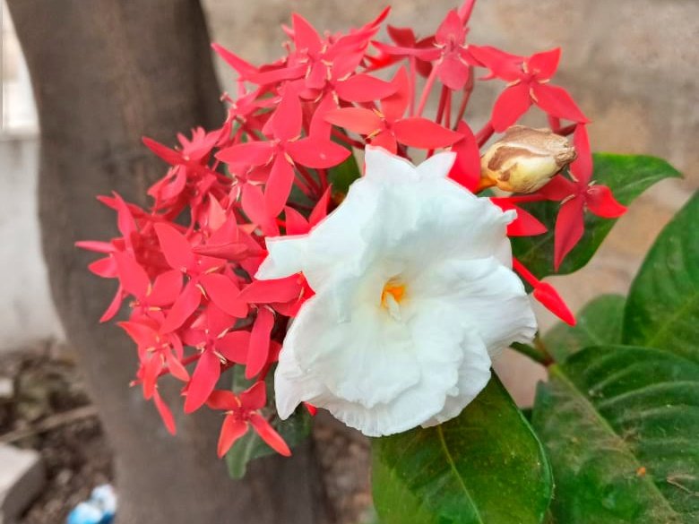 JohnEditions's tweet photo. Good morning friends #FlowerHunting #nature #gardening #flowerphotography #GardeningTwitter https://t.co/L9dSZKJtbj
