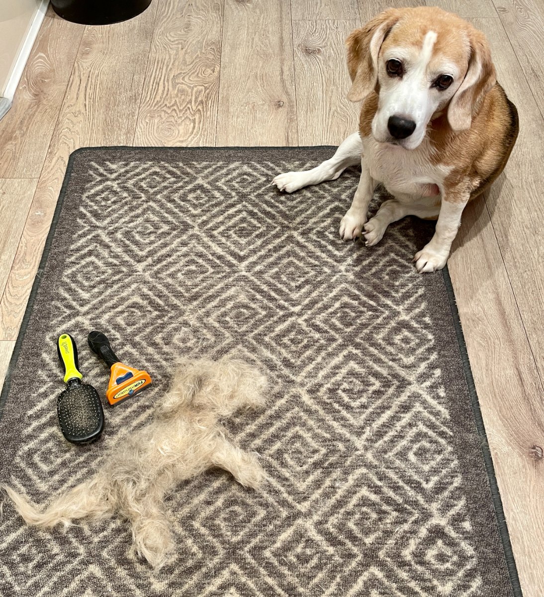 TheBarmyBeagle's tweet image. Every month there is a new addition to the beagle family 😂