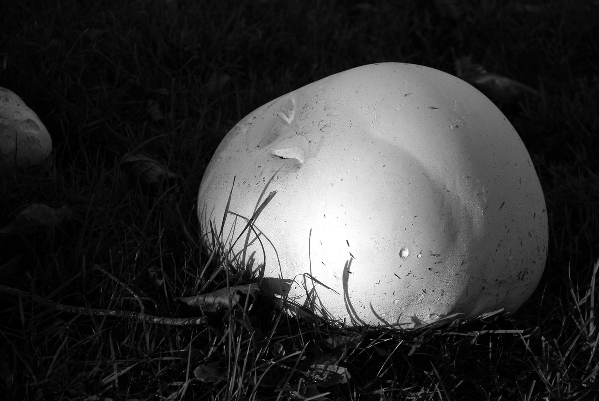 Puffball. #blackandwhitephotography #mushroomphotography #nature #autumn #ediblemushrooms #PhotographyIsArt 

Visit my website for prints, apparel & more.
1-matt-fox.pixels.com/art
