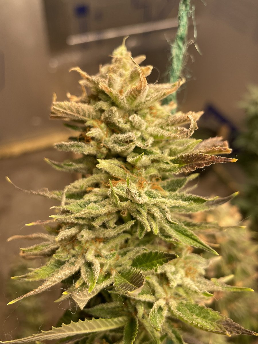 Had a couple jokers chuckling about the dog hair on my bud… 

All I can say is it’s my bud not yours…. 
 
I’ll leave it at that …