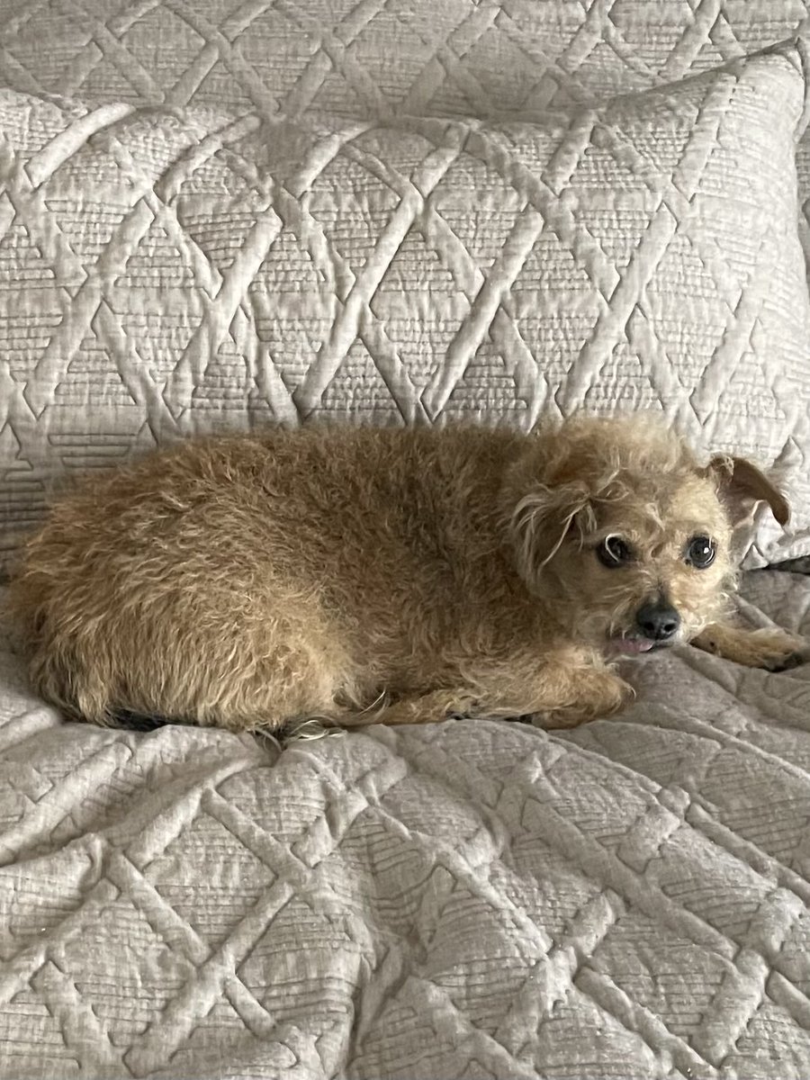 I’m on vacation and it’s awesome but I miss my writing buddy.