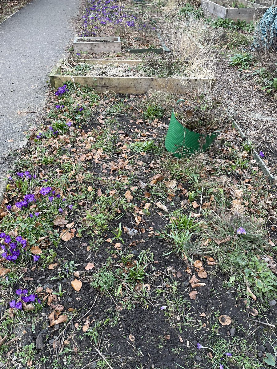 Work has started <a href="/ShiellStGarden/">Green Growers</a> with a clear away of dead plant material for our compost heap and putting in some goldenrod to provide insects with a valuable food source in late summer