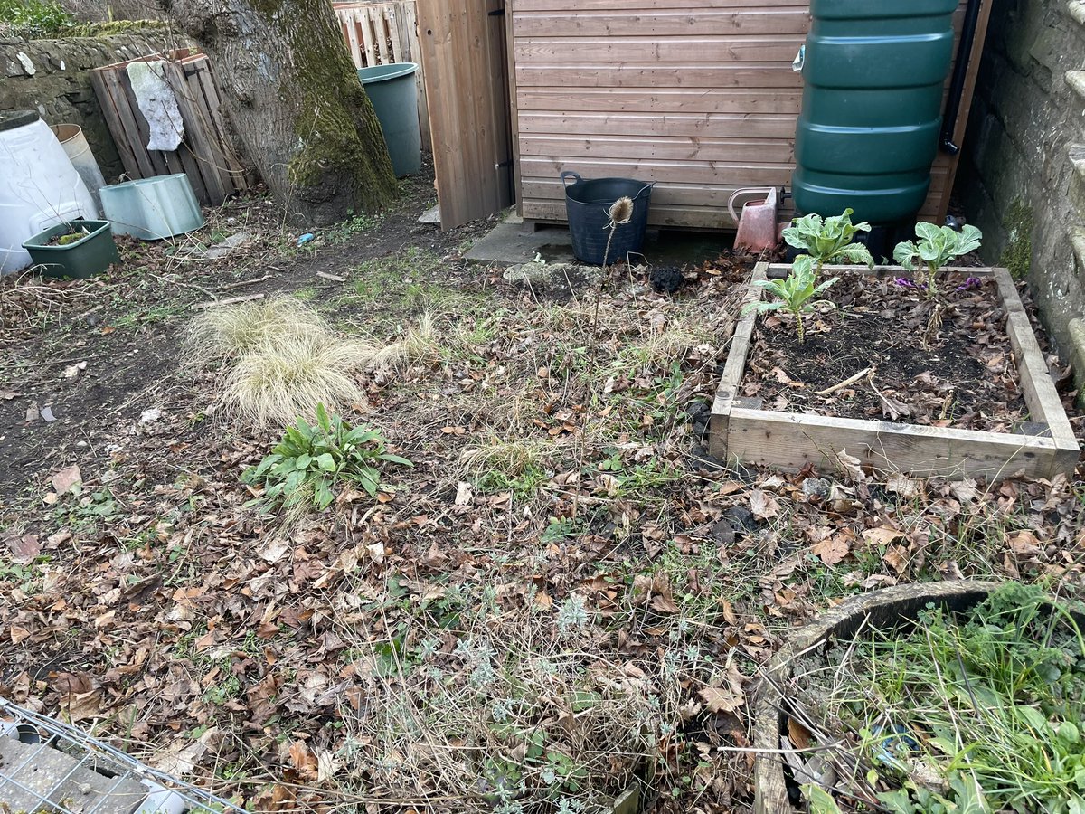 ShiellStGarden's tweet photo. Work has started @ShiellStGarden with a clear away of dead plant material for our compost heap and putting in some goldenrod to provide insects with a valuable food source in late summer https://t.co/H7YQ4pnutn