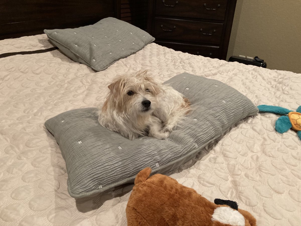 Just relaxin’ on the big bed. #jack #zshq #theruffriderz