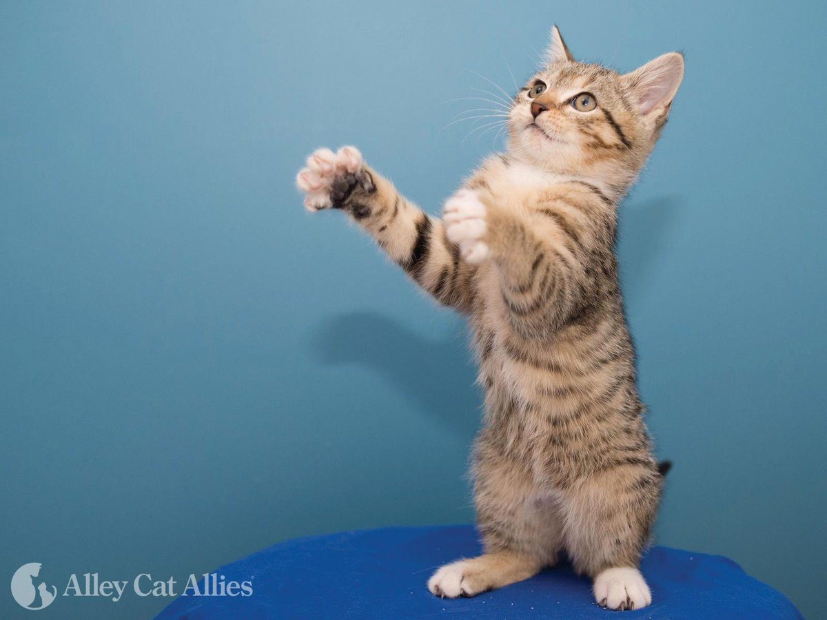 If you live in Illinois and haven't yet, act now to support the state's cat declawing ban and share with everyone you know in Illinois. The bill could receive a vote in the state House of Reps at ANY MOMENT and is facing opposition right now.

Act + share: p2a.co/sQgqkBC