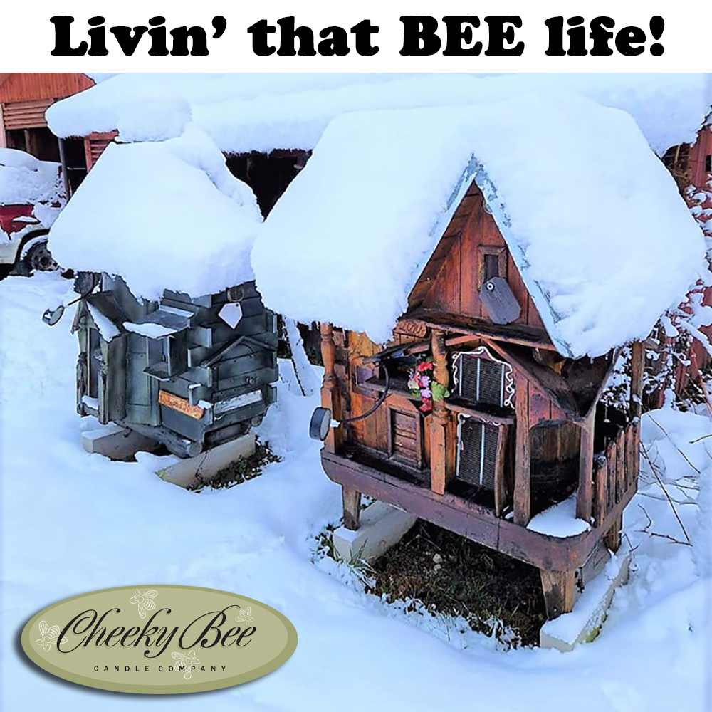 CheekyBeeCandle's tweet image. Check out these awesome 2-storey bee hives. Inside, the bees are warm and cozy, waiting for Spring to officially arrive in just FIVE DAYS! Looking forward to your next visit to our online candle shop! cheekybee.com
#BeeHives #WinterBees #WeLoveBees #SaveTheBees