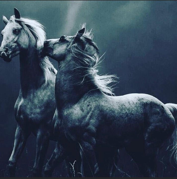 AmirAlhrof11's tweet photo. لاشيء يجمع بين القوة والجمال إلا الخيل". 
.....مساء الخير.....

#امير_الحروف https://t.co/VANSSWMMBW