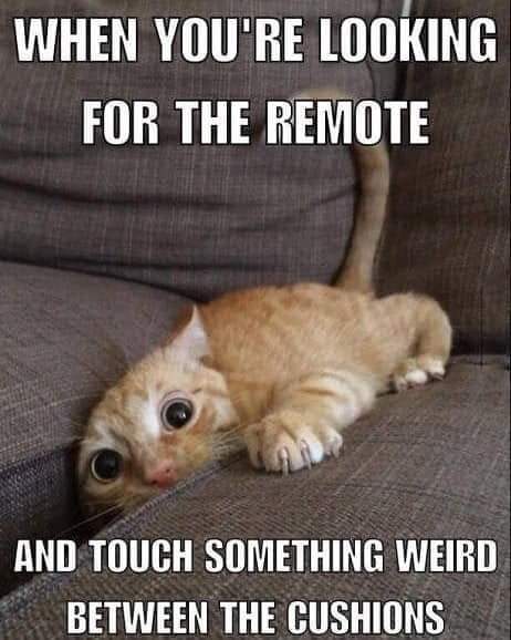 sunny_joni's tweet photo. Geez Louise, what was that?!? #wherestheremote https://t.co/K25yPj1f4c