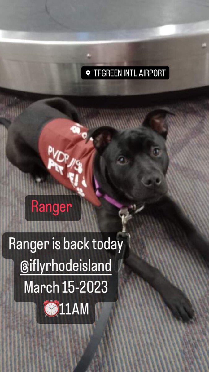 APTherapyDogs's tweet photo. Ranger is back today @IFlyRhodeIsland
March 15-2023
β°11AM
#pvdpups #airporttherapydogs
Photo Susan P via Facebook https://t.co/t6DxgI9NEg