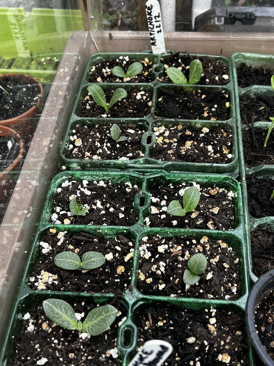 Squash, peas & artichokes all growing nicely #GrowwithDalefoot #PeatfreeGardening #Growyourown