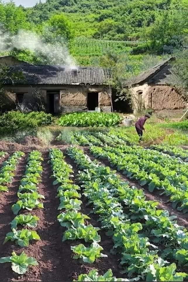 NATURALEZAV3's tweet image. En el campo se vive sin dinero y sin lujos pero se vive feliz . 🏚🌿💚 .