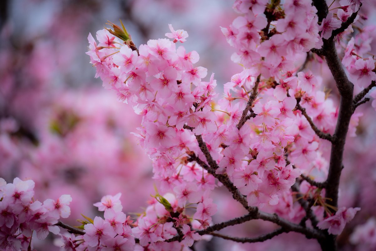 ayumiusagi's tweet photo. 河津桜ってピンクが濃くて可愛いよねぇ。 https://t.co/WJD0NSa2rU