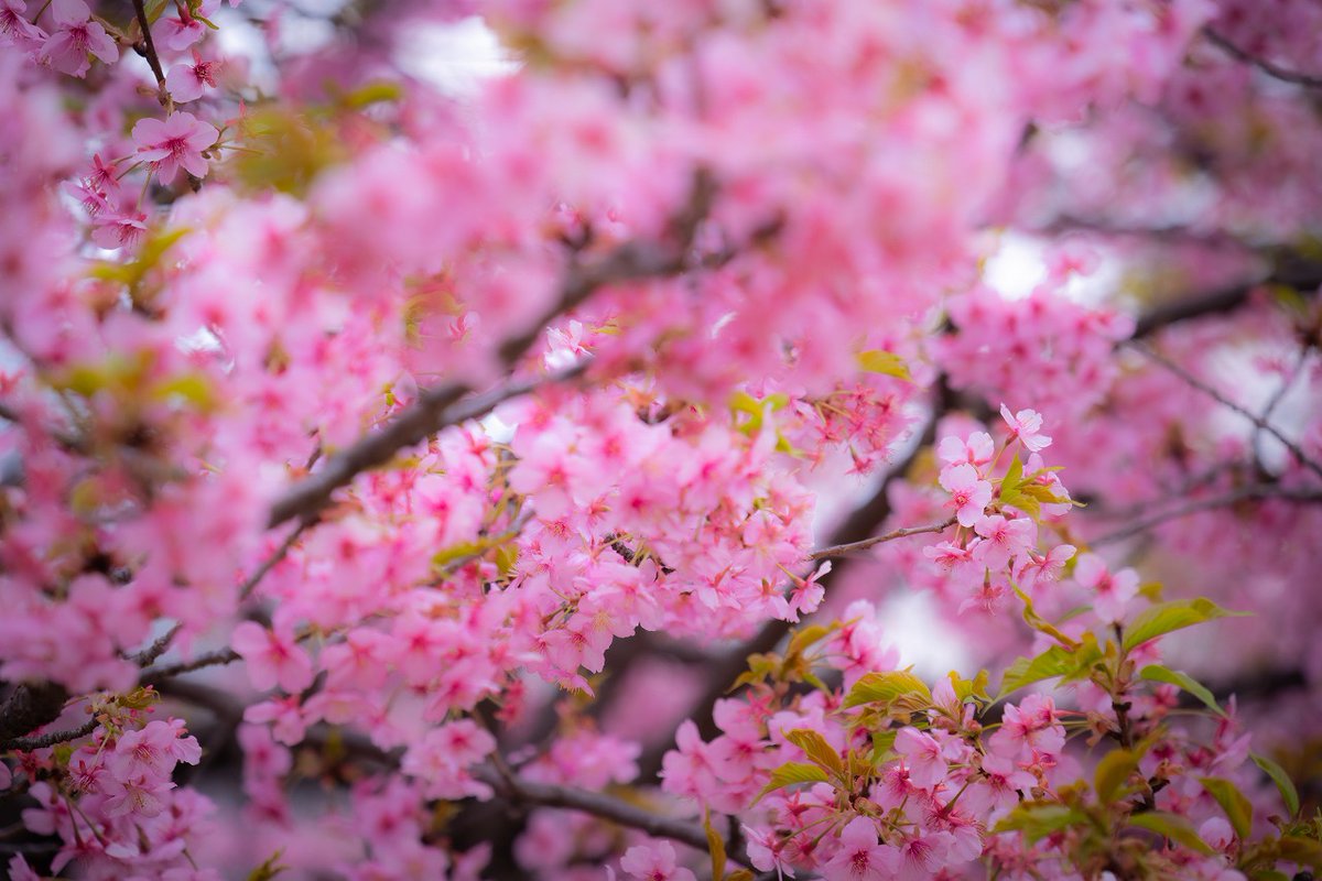 ayumiusagi's tweet photo. 河津桜ってピンクが濃くて可愛いよねぇ。 https://t.co/WJD0NSa2rU