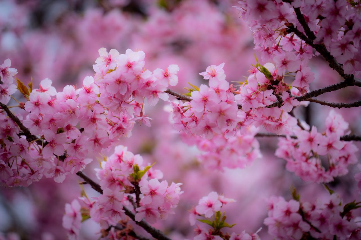 ayumiusagi's tweet photo. 河津桜ってピンクが濃くて可愛いよねぇ。 https://t.co/WJD0NSa2rU